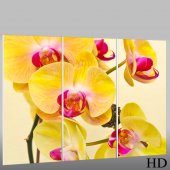 Triptyque Forex Orchidée