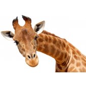 Stickers Girafe