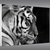 Obraz Forex - Tygrys