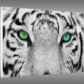 Quadro Forex Tigre