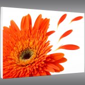 Quadro PVC Forex flores